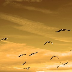 The Power of Faith