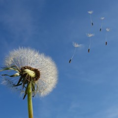 The Wind Blows Where it Wants To