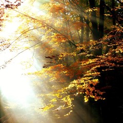 The Light and The Way