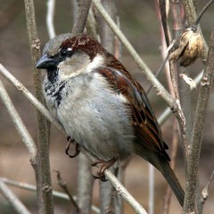 The Fifth Sparrow
